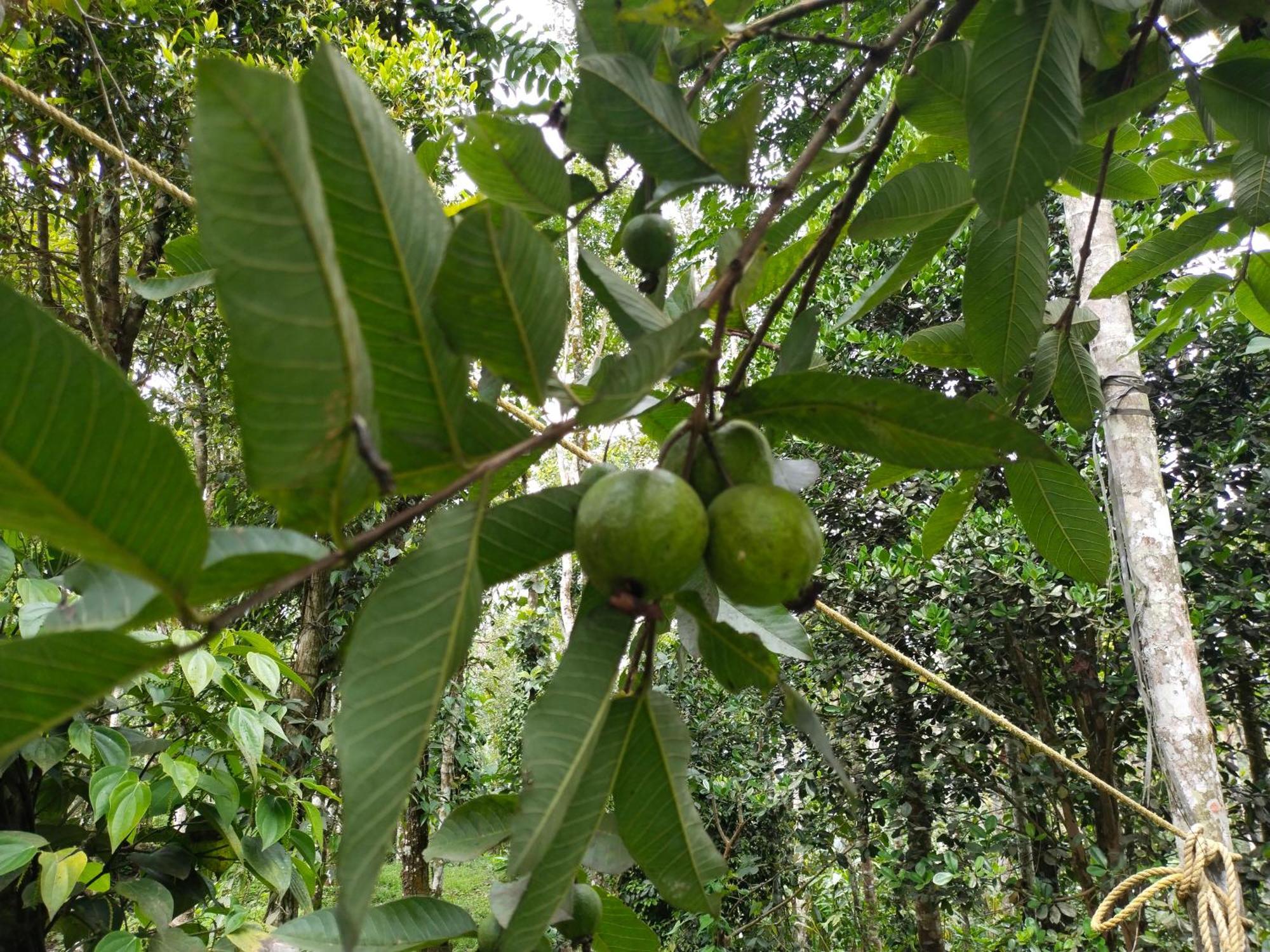 Philip Mary Farm Stay Thekkady Exteriör bild
